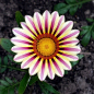 勋章菊 Gazania rigens：属名是根据希腊塞……_来自默默千紫的图片分享-堆糖网