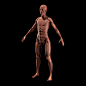 Female Anatomy - Musculoskeletal Sculpt - WIP