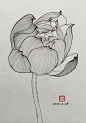 罗宇国画:白描荷花·合集1