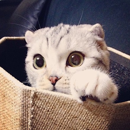 苏格兰折耳猫hana