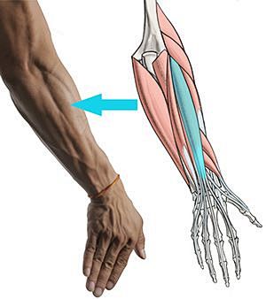 How To Draw Forearms...