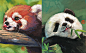 小熊猫略完大熊猫略，一起略略略​​​ ​​​​#雪娃娃萌宠##不能养就画一只系列# ​​​​#财源“滚滚”来！#