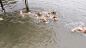泰国一男子去游泳，后面跟了他家的12条金毛