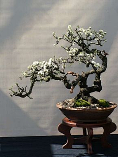 一条菜狗采集到专项-盆栽