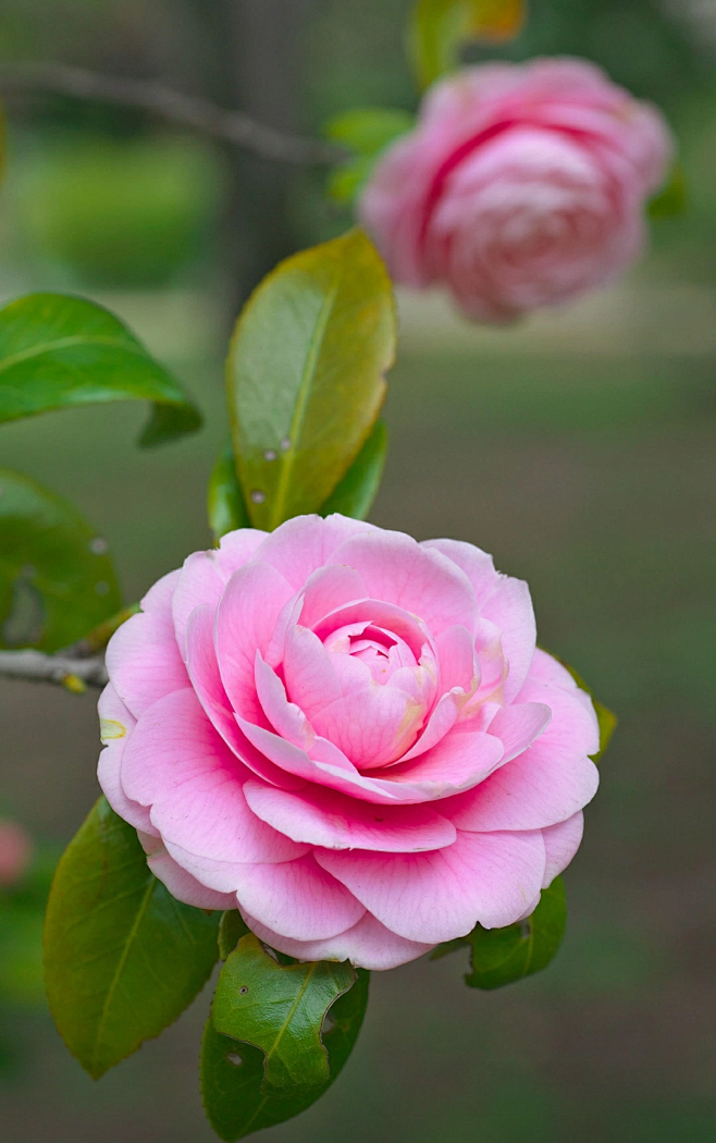 山茶花