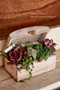 little wooden box with succulent plants. I have to do this, I am so good at growing and cultivating succulents!