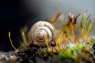 General 2560x1682 nature macro snail spiral plants animals