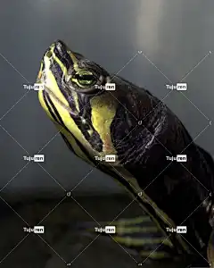 龟 佛罗里达州 爬虫
