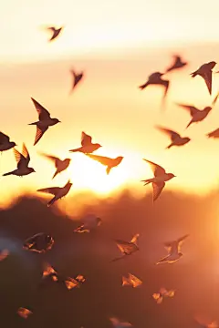 燕子鸟类动物摄影