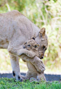 Mother's love.. Oh mum I was so scared but don't tell the other cubs they all think I'm brave.. I have an image to protect.. Shhhh: 