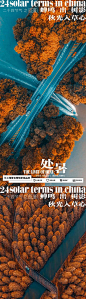 二十四节气处暑海报-源文件