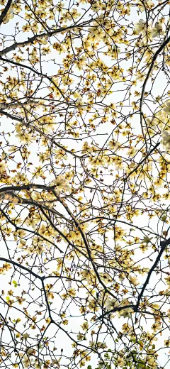 手机壁纸 背景图