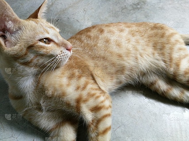 泰国的姜猫