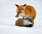 Fox Tail by Doug Dance on 500px