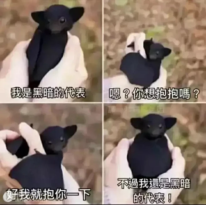 梗图-花瓣网