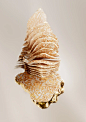 Fresh - Creme Ancienne