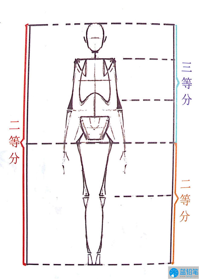 【绘画入门第二弹】从火柴人开始分析人体结...