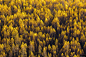 树 林地 森林 黄色 景观 秋天 风景摄影图片图片壁纸