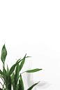植物植物电商平面网页国外美术基础活动房地产c4db高清素材 活动 免费下载 页面网页 平面电商 创意素材 png素材