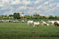 sheep on pasture