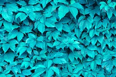 植物叶纹理背景颜色2020趋势薄荷，为设计师。抽象