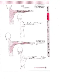 骨骼肌肉人体结构运动规律 (57).jpg