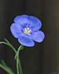 Linum Perenne