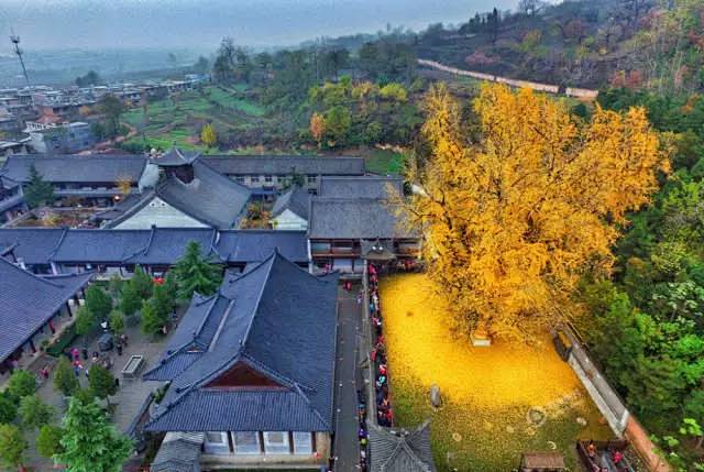 是西安古观音禅寺1400年前李世民亲手种...