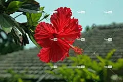 芙蓉 梯子 花卉背景 冲绳 美丽的花朵 花壁纸 鲜花 花园 植物