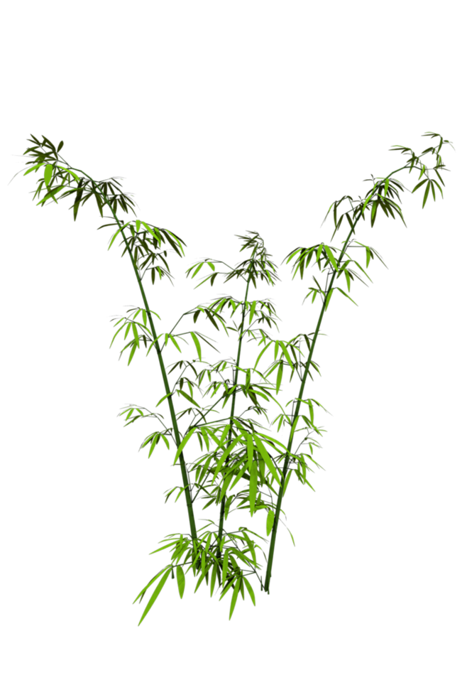 竹子 png