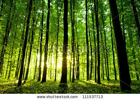 森林 - Pixabay的免费图片
