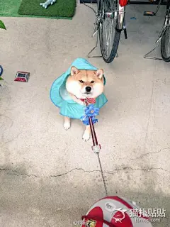 最近多雨，说不走就不走的柴犬表情包又凑满了一波-家有萌宠-猫扑贴贴-猫扑网
