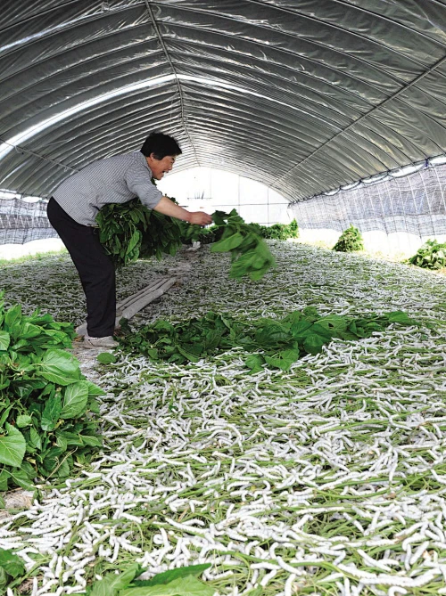养蚕人农家手工桑蚕长丝棉兜传统工艺双宫茧子优质一等品蚕丝定做 - 养蚕人家-花瓣网