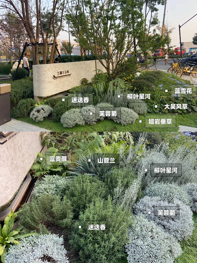 植物踩盘·杭州绿城 芝澜月华 - 小红书