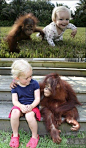 美国女婴与小猩猩结为好友两年后重聚！很有爱！#动物##儿童##猩猩#