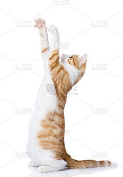 向东边西边采集到猫姿态