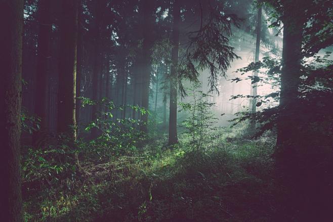 trees on forest with...