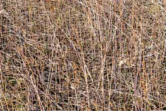 干的,褐色,纹理,古老的,背景,草,农业,死的,环境,壁纸