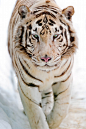 White tiger walking in the snow II by (Tambako the Jaguar)