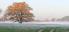 秋天清晨枫树背景 草坪 雾气 风景 背景 设计图片 免费下载 页面网页 平面电商 创意素材