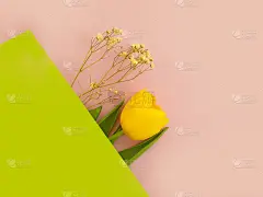 花郁金香在彩色背景框架