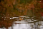 几丝秋雨，飘落似有似无的情怀；几缕秋风，吹散陌上凝结的云烟。在轻轻浅浅的时光里，几枚落叶，伴随着秋的婉约和浪漫，飘逸起舞，打着旋跌入秋水，点破了水的宁静，泛起了圈圈惆怅的涟漪。