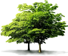 绿色 春天 植物 大树 景观 高清 装饰元素免抠png图片壁纸