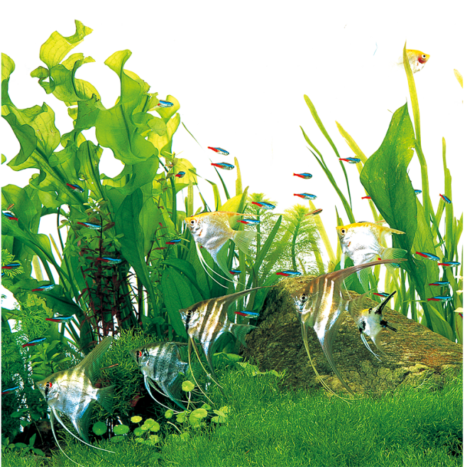 水族海底观赏鱼-海草-净水