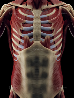 neal-biggs-muscularsystem-front-layer2n-1379采集到肌肉结构采集