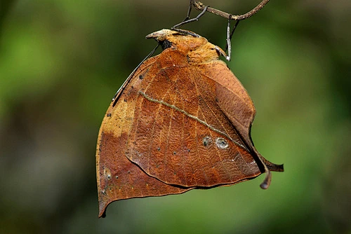 creatures-alive: Kallima inachus/枯葉蝶 by Little Wang on Flickr. -花瓣网