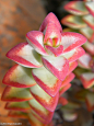 Crassula rupestris    玉树一枝蒿