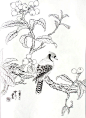白描图稿【花鸟·蔬果】
