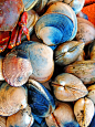 Native and Littleneck Clams - stock photo