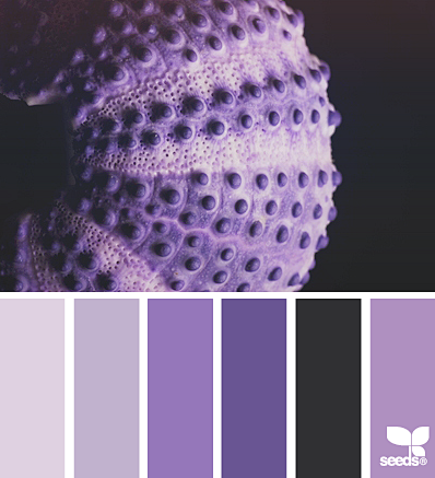 urchin purples